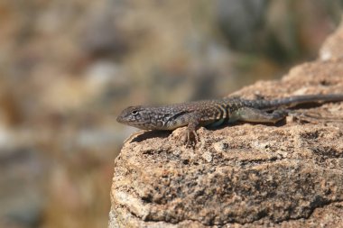 Çöl Dikenli Kertenkele (sceloporus magister)