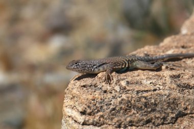 Desert Spiny Lizard (sceloporus magister) clipart