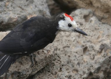 Beyaz başlı ağaçkakan (erkek) (leuconotopicus albolarvatus)