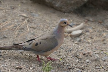 Yas güvercini (zenaida makrora)