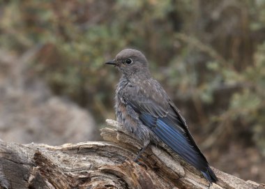 Batı Bluebird (olgunlaşmamış) (sialia mexicana))