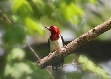 Kızıl başlı ağaçkakan (melanerpes erythrocephalus)