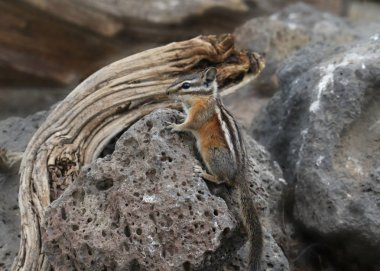 Uçurum Sincap (tamias dorsalis)