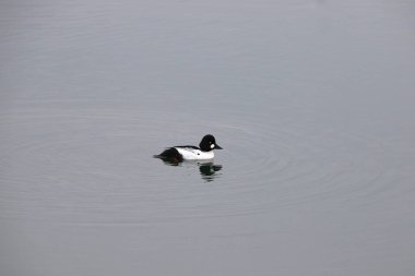 Genel Goldeneye (erkek) (bucephala clurla)