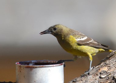 Scott's Oriole (dişi) (icterus parisorum)