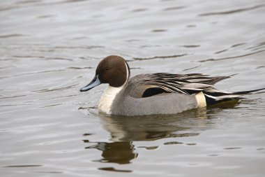 Kuzey Pintail (erkek) (ananas acutas))