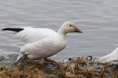 Kar Kaz (chen caerulescens))