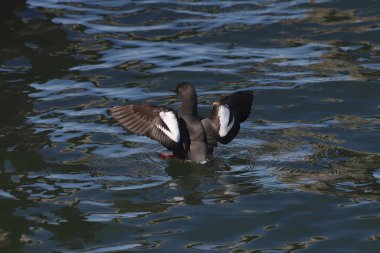 Kanatları açık güvercin Guillemot (cepphus columba)