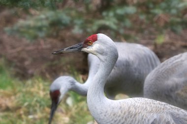 Sandhill Turnaları (kış) (grus canadensis))