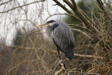 Büyük Mavi Balıkçıl (ardea herodias)