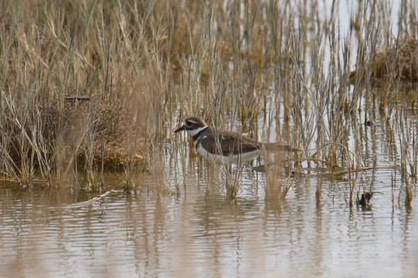 Killdeer Charadrius Vociferus Gázol Füves Vízben — Stock Fotó