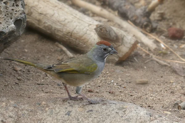 Towhee Cola Verde Pipilo Chlorurus — Foto de Stock