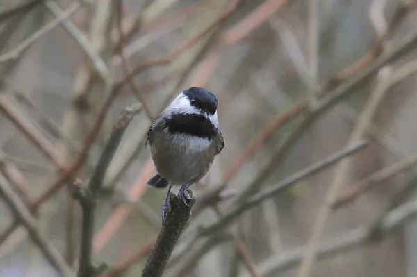 Чёрная Курица Poecile Atricapillus — стоковое фото