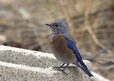 Batı Bluebird (erkek) (sialia mexicana)
