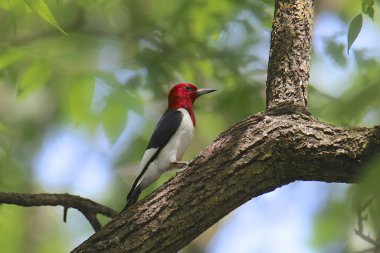 Kızıl başlı ağaçkakan (melanerpes erythrocephalus)