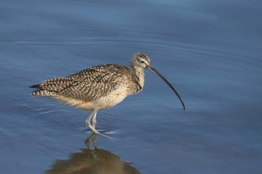 Uzun gagalı Curlew (Numenius americanus)