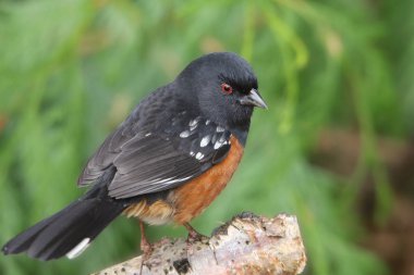 Benekli Towhee (pipilo maculatus)
