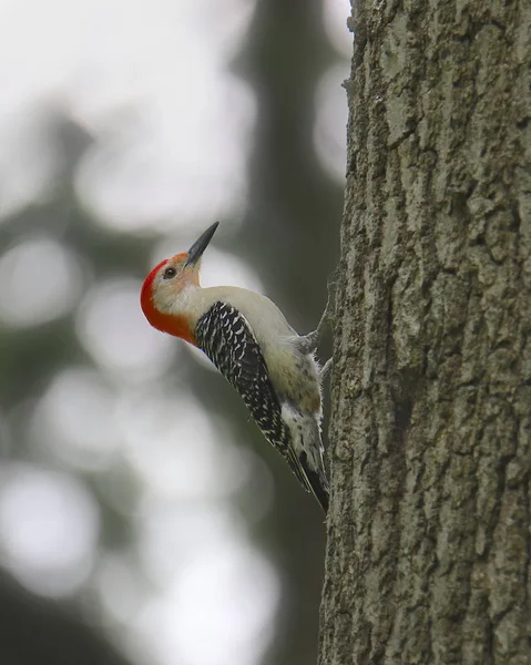 Pic Ventre Rouge Mâle Melanerpes Carolinus — Photo