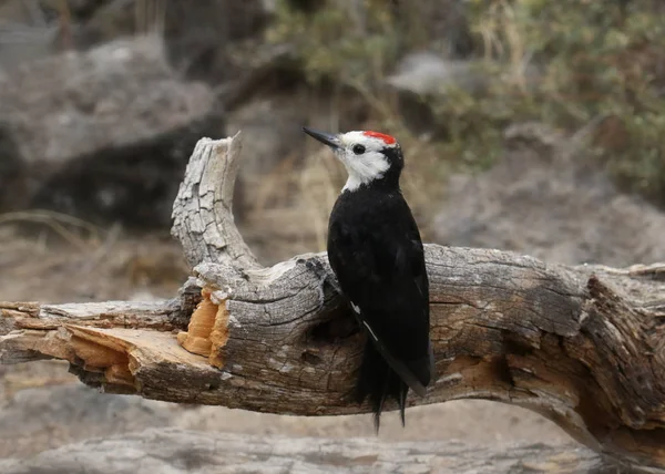 Beyaz başlı ağaçkakan (erkek) (leuconotopicus albolarvatus)