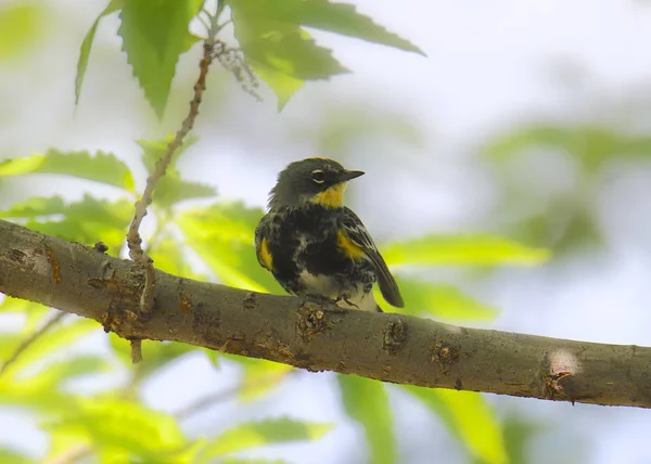 Warbler Amarelo Rumped Audubon Setophaga Coronata — Fotografia de Stock