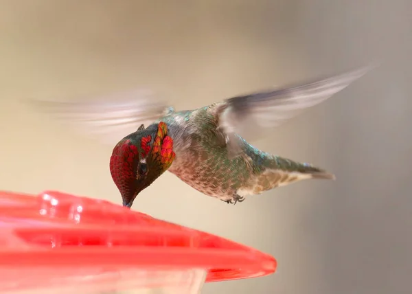 Anna\'s Hummingbird (male) wings extended, hovering, drinking (calypte anna)
