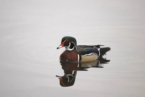 Canard Branchu Mâle Aix Sponsa — Photo