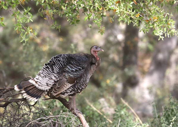 Wild Turkey (female) perched on a tree branch (meleagris gallopavo)