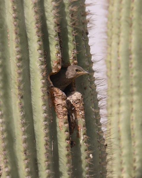 Starling Europeo Juvenil Mirando Por Agujero Cactus Saguaro Sturnus Vulgaris — Foto de Stock