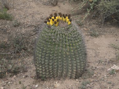 Barrel Cactus with lots of yellow fruit clipart