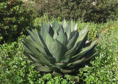Agave titanota (Rancho tambor) (yüzyıl bitkisi))