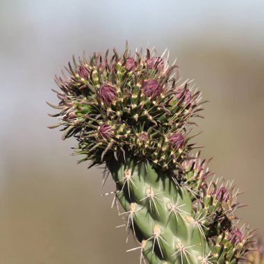 Staghorn 'un tek dalı Cholla Kaktüsü' nün tomurcukları bol.
