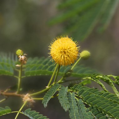 Flowering plant commonly called yellow-puff clipart