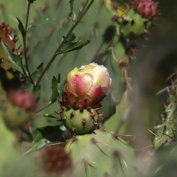 Primer Plano Una Flor Nopal Espinosa — Foto de Stock