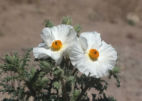 ดอกไม สองดอกของดอกไม ทะเลทรายท ยกว Prickly Poppy ประจ — ภาพถ่ายสต็อก