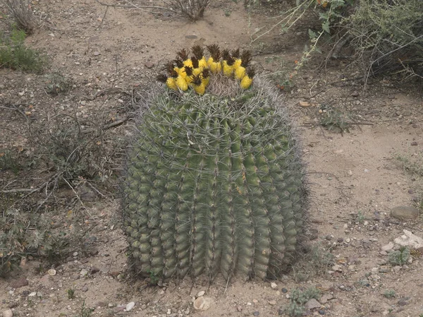 Βαρέλι Cactus Πολλά Κίτρινα Φρούτα — Φωτογραφία Αρχείου