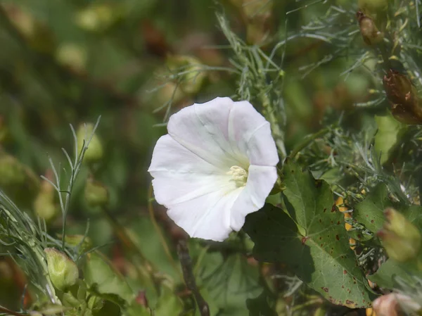 Singolo Fiore Petunia Selvatica Rosa Pallido — Foto Stock