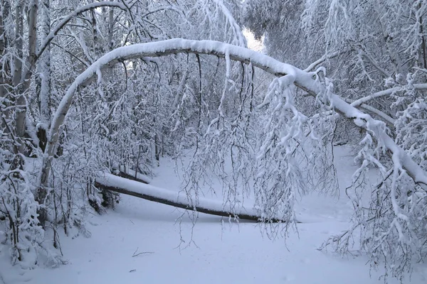 Karla dolu dallar, Wedgewood Vahşi Yaşam Sığınağı, Fairbanks, Alaska