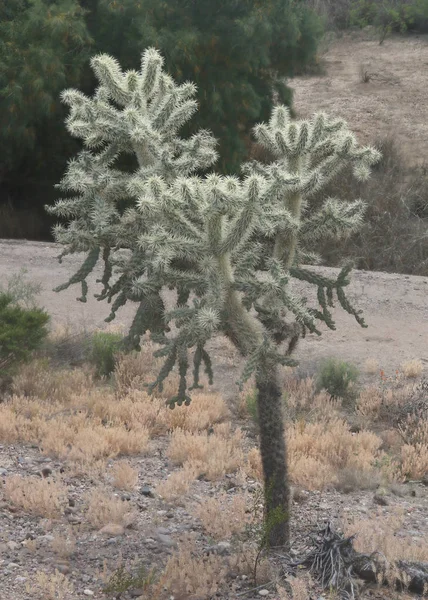 Urso Pelúcia Cholla Cactus — Fotografia de Stock