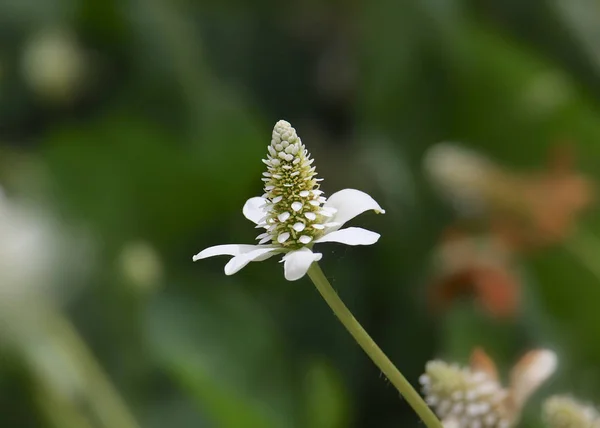 Primo Piano Unico Fiore Yerba Mansa — Foto Stock