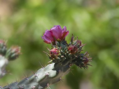 Blooming cholla (cactus) (desert plant) clipart