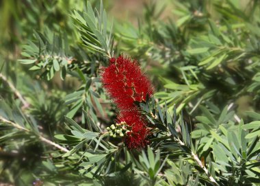 Callistemon çalılığında kırmızı şişe fırçası çiçeği