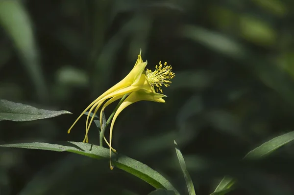 单瓣金银花 金银花 — 图库照片