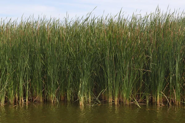 いくつかの背の高い湿地草の閉鎖 — ストック写真