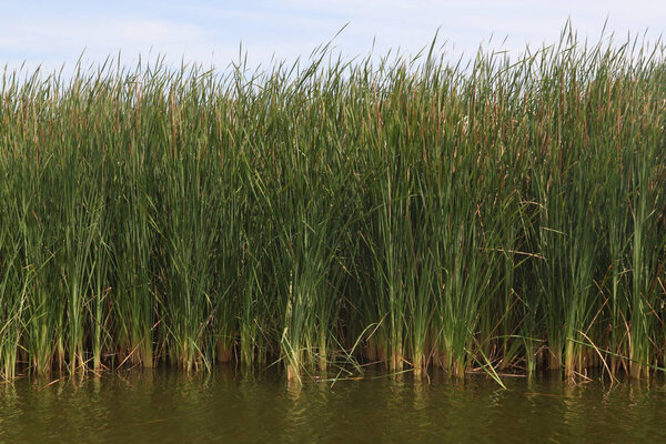 Closeup of some tall wetland grasses