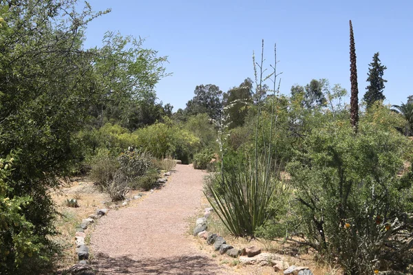 Trilha Boyce Thompson Arboretum Superior Arizona — Fotografia de Stock