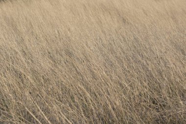 Altın otların kapanışı (arkaplan, doku)