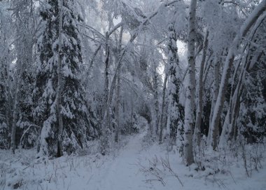 Wedgewood Vahşi Yaşam Sığınağı, Fairbanks, Alaska, kışın ortasında
