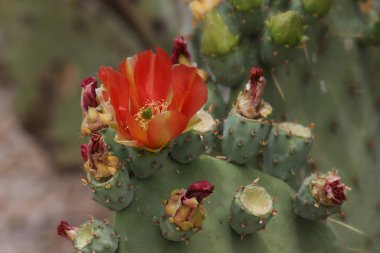 Dikenli Armut Kaktüsü çiçek açtı