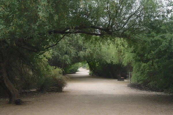 Trilha Gilbert Water Ranch Phoenix Arizona — Fotografia de Stock