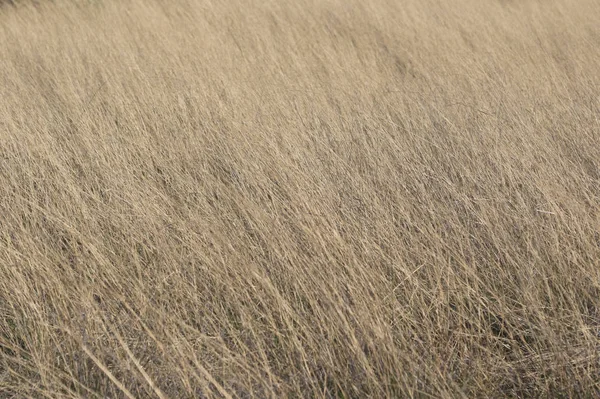 Altın otların kapanışı (arkaplan, doku)